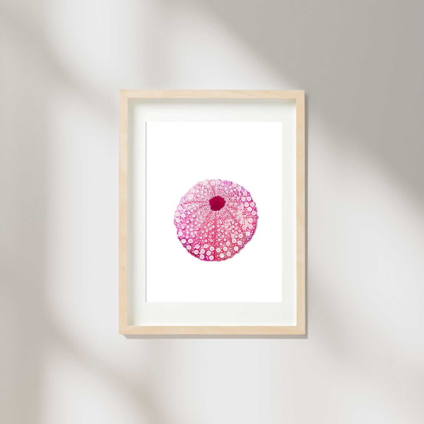 Pink Sea Urchin