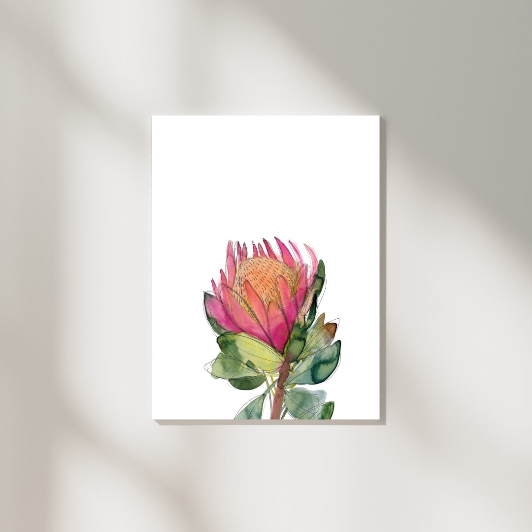 Watercolour Pink Banksia Flower Print